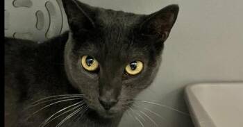 Mystique -  Domestic Short Hair Cat Available for Adoption in Dayton, Minnesota - Mystique | PetCurious