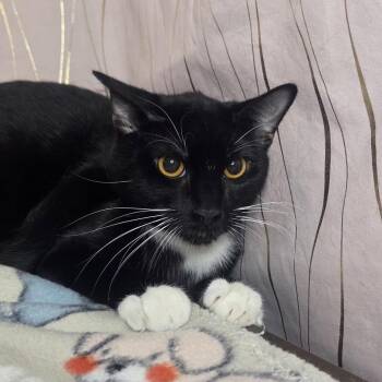 Quick -  Domestic Short Hair Cat for Adoption in Long Beach, Mississippi - Quick | PetCurious