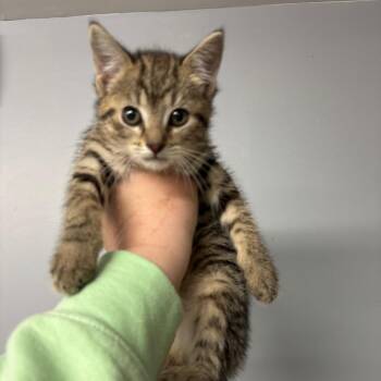 Nip -  Domestic Short Hair Cat Available for Adoption in Granville, Ohio - Nip | PetCurious