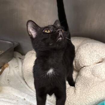 Louie -  Domestic Short Hair Cat for Adoption in San Jacinto, California - Louie | PetCurious