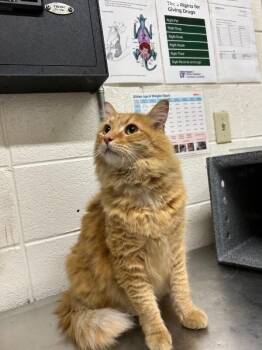 Aslan -  Domestic Medium Hair Cat for Adoption in Fruit Heights, Utah - Aslan | PetCurious