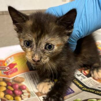 Candace -  Domestic Short Hair Cat for Adoption in Yuma, Arizona - Candace | PetCurious