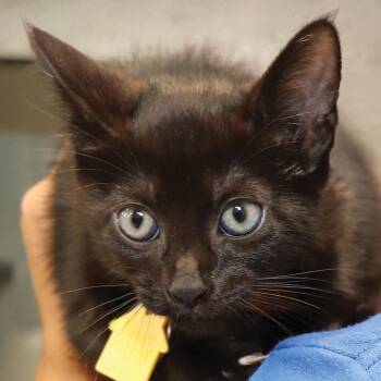 CO0493 Big Max -  Domestic Short Hair Cat for Adoption in Port Washington, New York - CO0493 Big Max | PetCurious