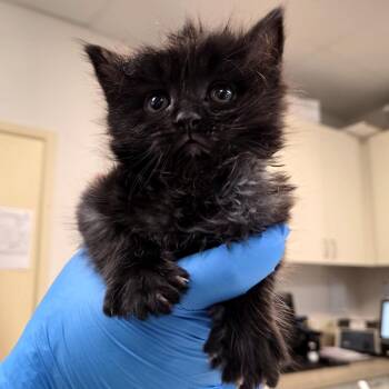 Wacko -  Domestic Short Hair Cat for Adoption in Woodinville, Washington - Wacko | PetCurious