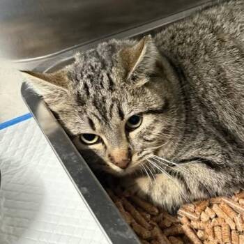 American Shorthair Cats Available for Adoption - Laneige | PetCurious