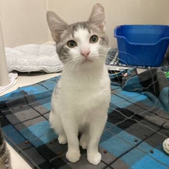 Rescue Domestic Short Hair Cats for Adoption in St. Helena, California - Pop | PetCurious