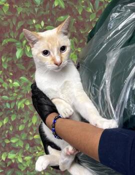 Rescue Domestic Short Hair Cats for Adoption in San Antonio, Texas - Neo | PetCurious