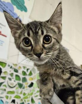 MRS. POTATO HEAD -  Domestic Short Hair Cat for Adoption in Pensacola, Florida - MRS. POTATO HEAD | PetCurious