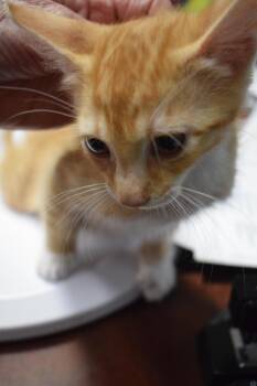 Rusty (Sabrina K3) -  Domestic Short Hair Cat for Adoption in Pahrump, Nevada - Rusty (Sabrina K3) | PetCurious