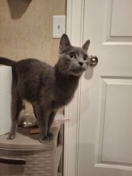 Domestic Short Hair Cats Available for Adoption in West Peoria, Illinois - Liberty Shipman | PetCurious