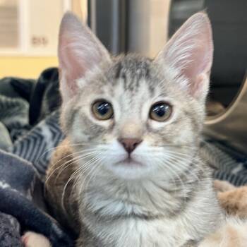 Domestic Short Hair Cats Available for Adoption in Palm Springs, California - Ferret | PetCurious