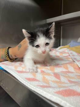 Jolene -  Domestic Short Hair Cat for Adoption in Rowlett, Texas - Jolene | PetCurious