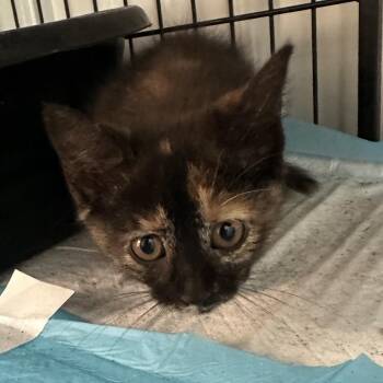Mayhem -  Domestic Short Hair Cat for Adoption in Corbin, Kentucky - Mayhem | PetCurious