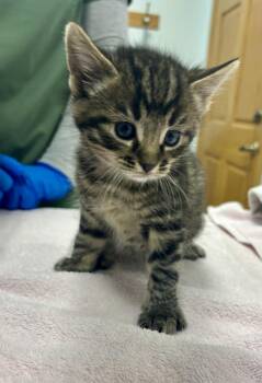 Gary Ryan -  Domestic Short Hair Cat for Adoption in Saint Paul, Minnesota - Gary Ryan | PetCurious
