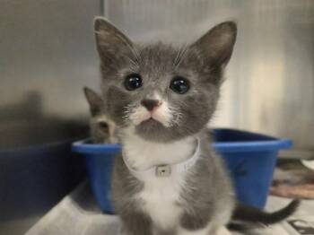 Domestic Short Hair Cats Available for Adoption in Martinez, California - A1046266 | PetCurious