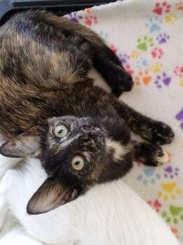 Tortie -  Domestic Short Hair Cat for Adoption in North Richland Hills, Texas - Tortie | PetCurious