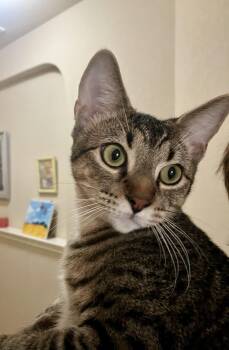 Rescue Domestic Short Hair Cats for Adoption in Schertz, Texas - Noah (CA) | PetCurious