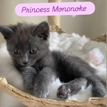 Mononoke -  American Shorthair Cat Available for Adoption - Mononoke | PetCurious