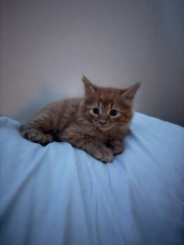 Fettuccine -  Domestic Short Hair Cat for Adoption in Wheaton, Illinois - Fettuccine | PetCurious