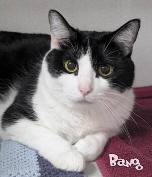 Bang -  Domestic Short Hair Cat for Adoption in Mason, Michigan - Bang | PetCurious