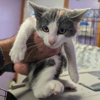 Laverne -  Domestic Medium Hair Cat for Adoption in Redwood Valley, California - Laverne | PetCurious