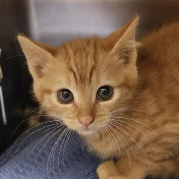Citron -  Domestic Short Hair Cat for Adoption in Briarcliff Manor, New York - Citron | PetCurious