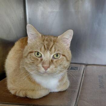 Toad -  Domestic Short Hair Cat for Adoption in Philadelphia, Pennsylvania - Toad | PetCurious