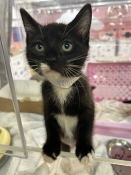 Rescue Domestic Short Hair Cats for Adoption in North Charleston, South Carolina - 88164a Doxy | PetCurious