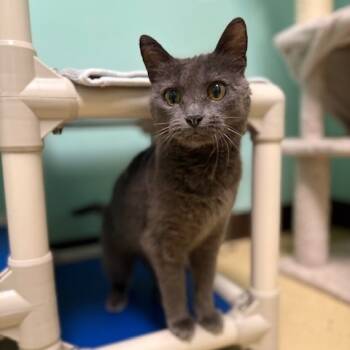 Rescue Domestic Short Hair Cats for Adoption in Fargo, North Dakota - Theodora | PetCurious