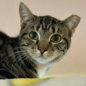 Domestic Short Hair Cats Available for Adoption - Mumbles | PetCurious