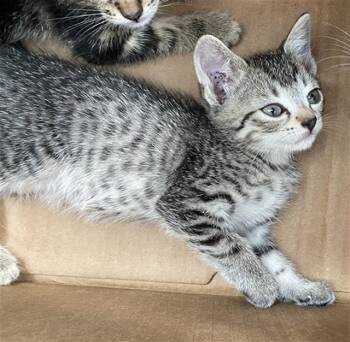 COLA -  Domestic Short Hair Cat for Adoption in Dallas, Texas - COLA | PetCurious