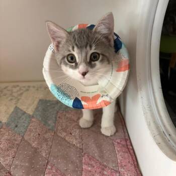 Bertty -  Domestic Short Hair Cat for Adoption in Dearborn, Michigan - Bertty | PetCurious
