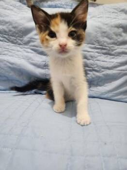 Amelia Mae Stephens -  Domestic Short Hair Cat Available for Adoption in Wilmington Island, Georgia - Amelia Mae Stephens | PetCurious