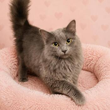 Gandalf -  Domestic Long Hair Cat for Adoption in Columbia, Missouri - Gandalf | PetCurious