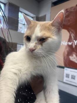 Domestic Short Hair Cats Available for Adoption in New York, New York - Brownie | PetCurious