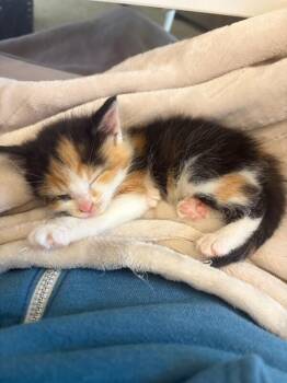Rum -  Domestic Short Hair Cat for Adoption in Grand Rapids, Michigan - Rum | PetCurious