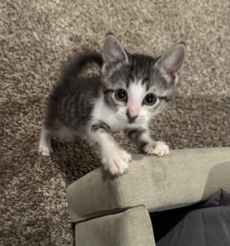 Athena -  Domestic Short Hair Cat for Adoption in Mustang, Oklahoma - Athena | PetCurious