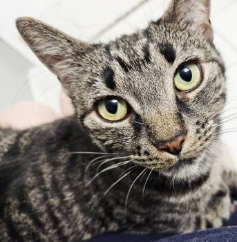 Ramona-LAP CAT -  Tabby and Tiger Cat for Adoption - Ramona-LAP CAT | PetCurious