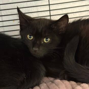 Wayne -  Domestic Short Hair Cat for Adoption in Hampton Bays, New York - Wayne | PetCurious