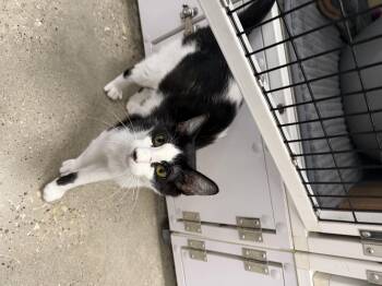 Domestic Short Hair Cats Available for Adoption in Spring, Texas - Monty - Riley Fuzzel Petsmart  | PetCurious