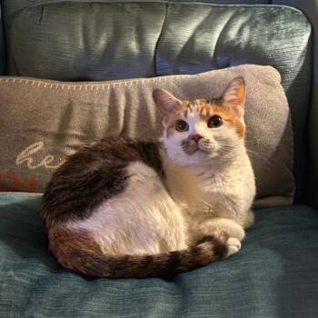 Colette -  Domestic Short Hair Cat for Adoption in Evanston, Illinois - Colette | PetCurious