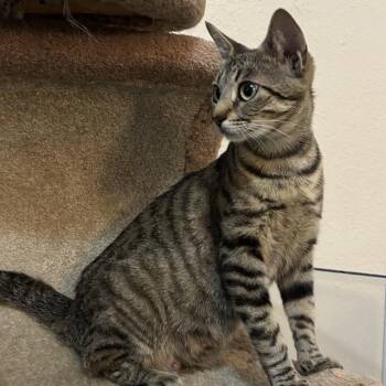 Tilly -  Tabby Cat for Adoption in San Juan Capistrano, California - Tilly | PetCurious