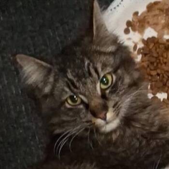 Maggie -  Domestic Long Hair Cat for Adoption in Grantsville, Utah - Maggie | PetCurious