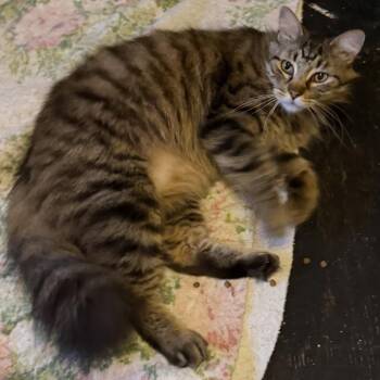 Domestic Medium Hair Cats Available for Adoption in Huntsville, Alabama - Blade | PetCurious