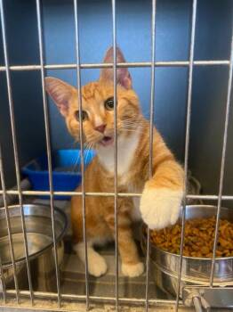 Citrus -  Domestic Short Hair Cat for Adoption in Winchester, Indiana - Citrus | PetCurious