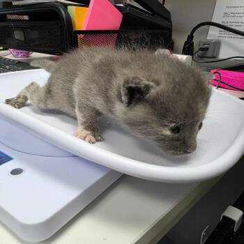 Domestic Short Hair Cats Available for Adoption in Jupiter, Florida - Ember | PetCurious