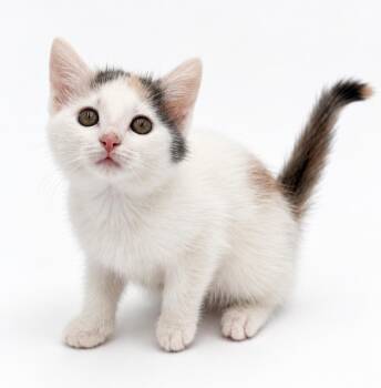 Wren is silly goofy lovely - adores her sis Whitney -  Turkish Van and Dilute Calico Cat for Adoption in Bedford Hills, New York - Wren Is Silly Goofy Lovely - Adores Her Sis Whitney | PetCurious