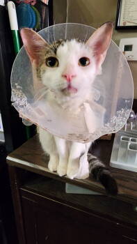 Rescue Domestic Short Hair Cats for Adoption in Rockville, Maryland - Calibri | PetCurious