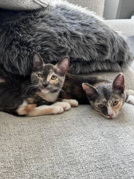 Domestic Short Hair Cats Available for Adoption in Los Angeles, California - Carolina | PetCurious