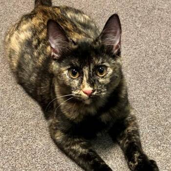 Rescue Domestic Short Hair Cats for Adoption in Lodi, California - Envy | PetCurious